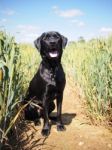 Handsome Black Labrador Stock Photo