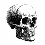 Side View Of Skull Stock Photo