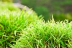 Top View Of Small Bamboo Bush Stock Photo