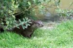 Eurasian Otter (lutra Lutra) Stock Photo