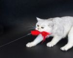 White Cat Playing Pulling Red Toy Stock Photo