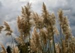 Pampas Grass In Full Bloom Stock Photo