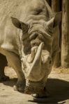 White Rhinoceros Or Square-lipped Rhinoceros (ceratotherium Simum) On A Zoo Stock Photo