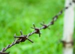 Barbed Wire Against Green Background Stock Photo