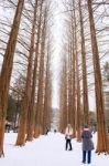 Nami Island - South Korea - January 19: Tourists Taking Photos Of The Beautiful Scenery Around Nami Island On January 19, 2015, South Korea Stock Photo