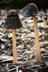 Magpie Fungus Or Coprinus Picaceus Stock Photo