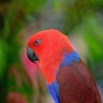 Eclectus Parrot Stock Photo