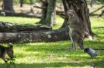 Kangaroo Outside Stock Photo