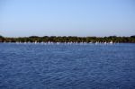 Many Flamingos On The Water Stock Photo