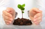 Small Plant In Hands Stock Photo