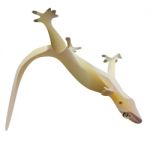 Lizard On Ceiling Stock Photo