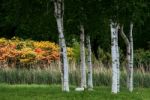 Swans Nesting Under Some Silver Birch Trees At Barton Turf Stock Photo