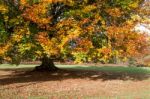 Ashdown Forest, Sussex/uk - October 29 : Beech Tree In The Groud Stock Photo