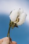 Cotton Field In The Countryside Stock Photo