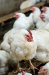 Sick Chicken Or Sad Chicken In Farm,epidemic, Bird Flu, Health Problems Stock Photo