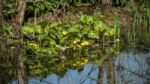 Marsh Marigold (caltha Palustris) Flowering In Springtime Stock Photo