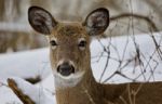 Beautiful Isolated Photo Of A Wild Deer In The Snowy Forest Stock Photo