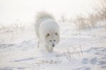 White Dog Samoyed Play On Snow Stock Photo