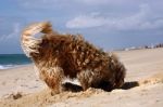 Dog Digging Stock Photo