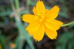 Cosmos Beautiful Yellow Flowers. Bloom Flourish Bloom Colors Contrast With The Green Of The Leaves And Trees Stock Photo