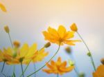 Cosmos Flower Stock Photo