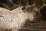 Capybara Rodent Stock Photo