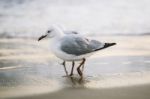 Seagull On The Beach Stock Photo