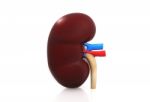 Kidney Stock Photo