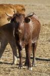 Brown Cows Stock Photo