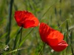 Poppies Flowering In Ronda Spain Stock Photo