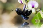 Carpenter Bee Macro In The Nature Stock Photo