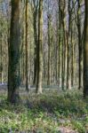 Bluebells In Wepham Wood Stock Photo