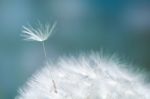 Dandelion Stock Photo