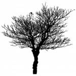 Silhouette Of Dead Tree Stock Photo