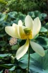 Lotus Flower (nelumbo Nucifera) Stock Photo