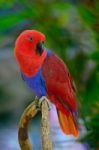 Eclectus Parrot Stock Photo