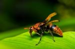 Wasp Stock Photo