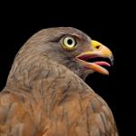 Rufous-winged Buzzard Stock Photo