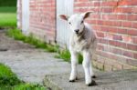 Looking Lamb Stands Near Brick Wall Stock Photo