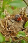 The Baby Birds Stock Photo