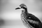 Bush Stone-curlew Resting On The Beach Stock Photo