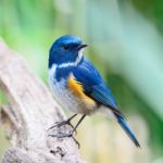 Male Himalayan Bluetail Stock Photo