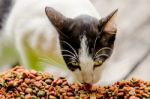 Cat Eating Grain Food Stock Photo