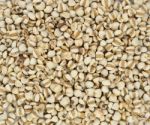 Millet Rice , Millet Grains Stock Photo