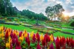 Garden Flowers, Mae Fah Luang Garden Locate On Doi Tung In Chiang Rai,thailand Stock Photo