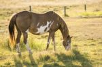 Horse In The Countryside Stock Photo