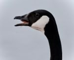 Postcard With A Scared Canada Goose Screaming Stock Photo