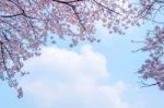 Cherry Blossom With Soft Focus, Sakura Season Background In Spring Stock Photo