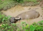 Asian Water Buffalo Stock Photo