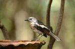 Juvenile Female Oriental Magpie-robin Stock Photo